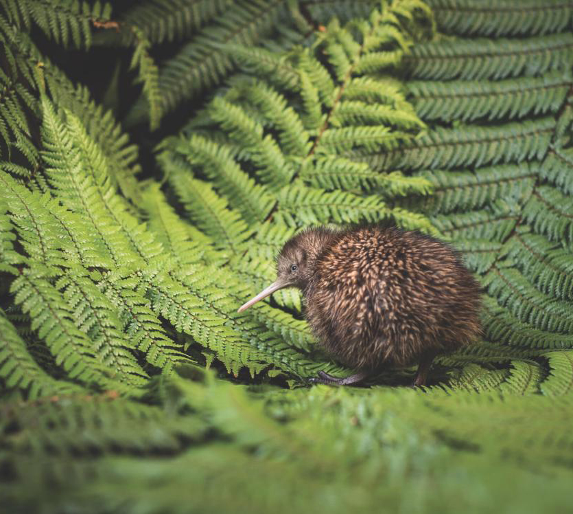 紐西蘭 New Zealand