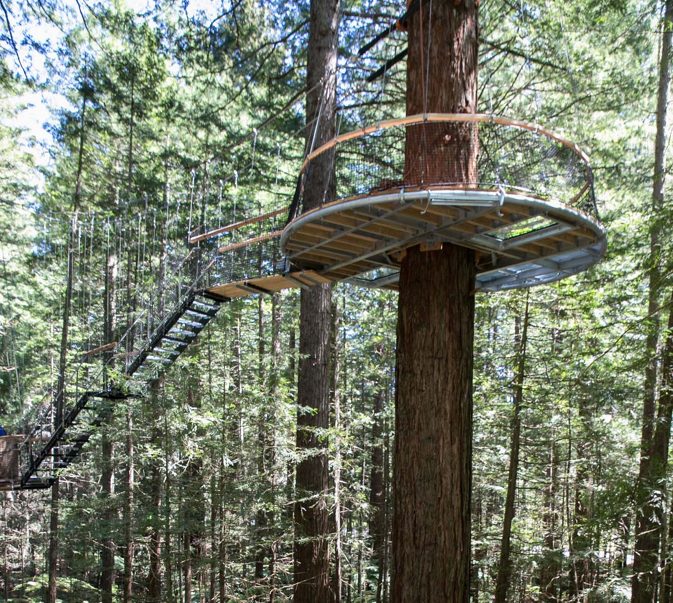 紅木森林 Redwoods Forest