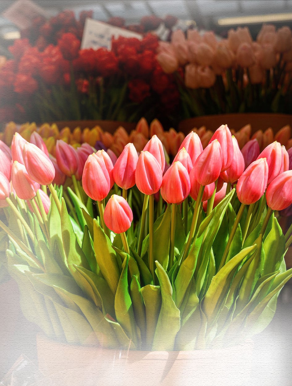 2026 發哥帶你玩荷比